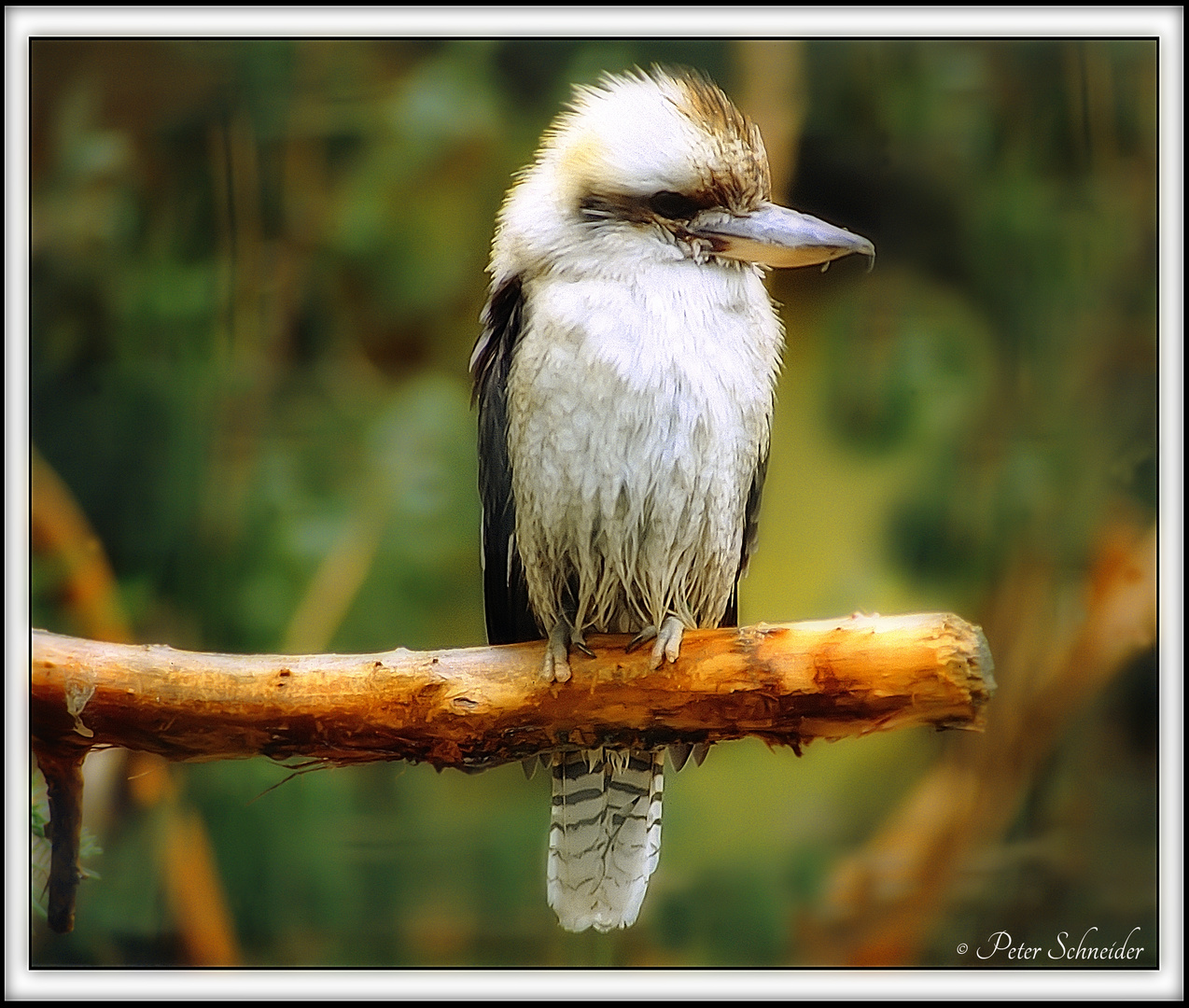 laughing kookaburra