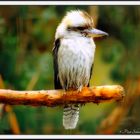 laughing kookaburra