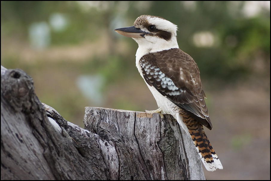 laughing Kookaburra