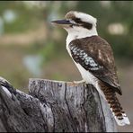 laughing Kookaburra