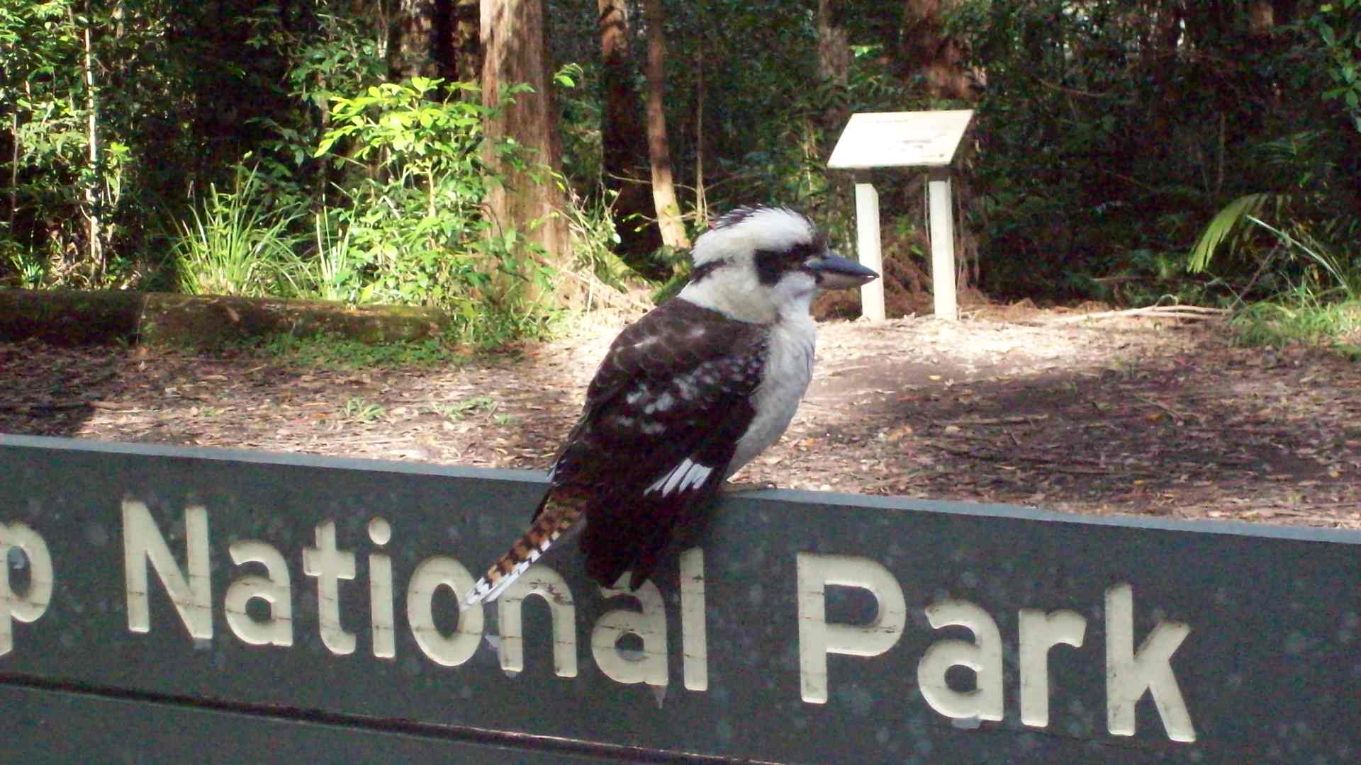 laughing kookaburra