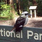 laughing kookaburra