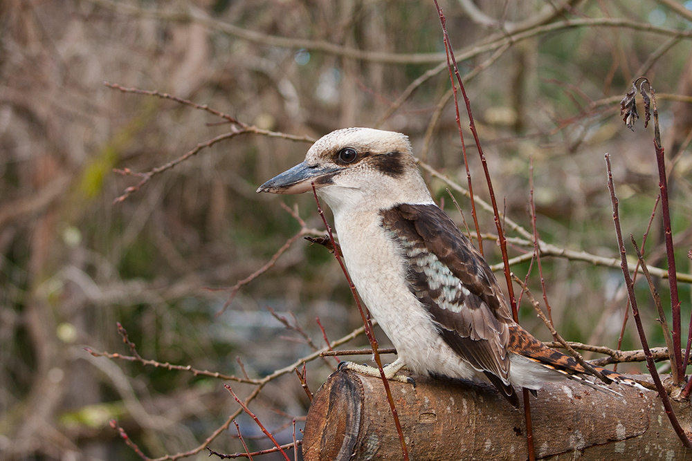 Laughing Kookaburra