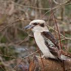 Laughing Kookaburra