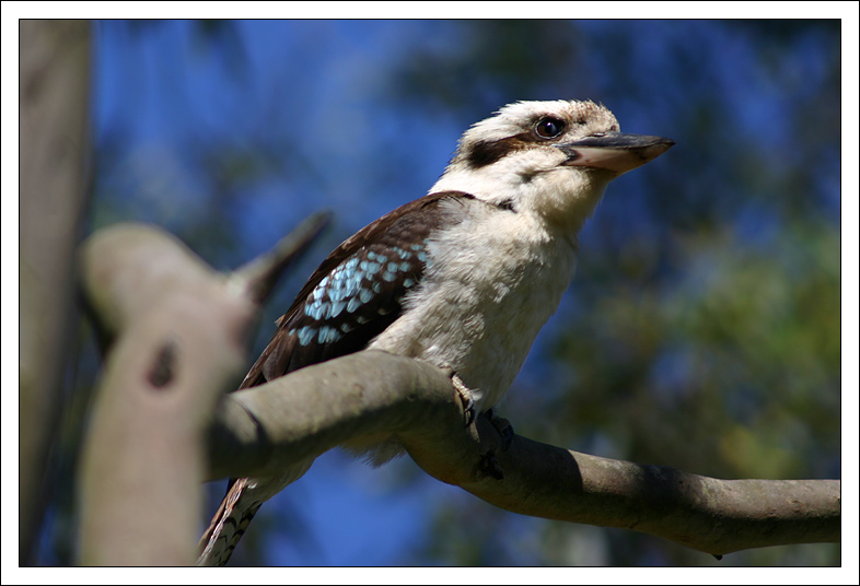 Laughing Kookaburra ("Lachender Hans")