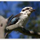 Laughing Kookaburra ("Lachender Hans")