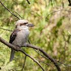 Laughing Kookaburra oder Lachender Hans