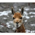 --- laughing Lama ---