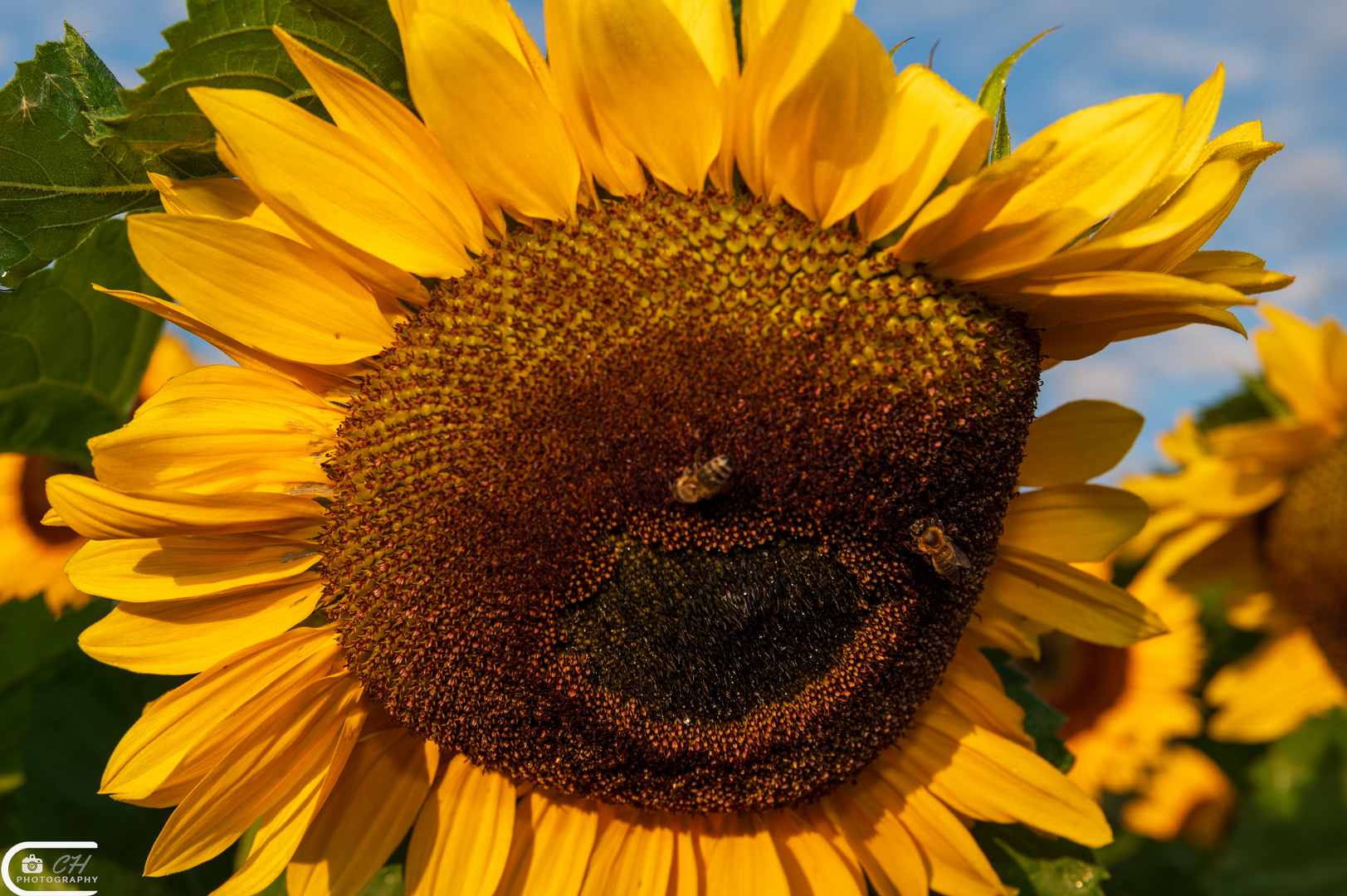 Laughing sunflower