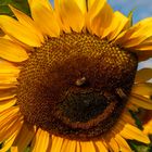 Laughing sunflower