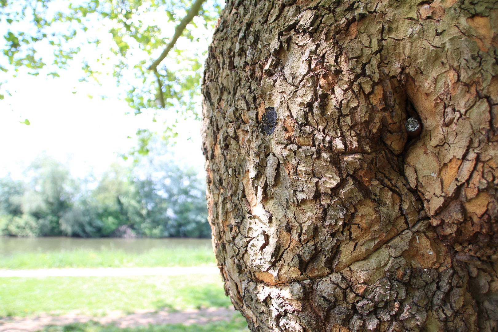 laughing tree