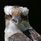 laughingkookaburra