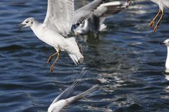 Launching Gulls