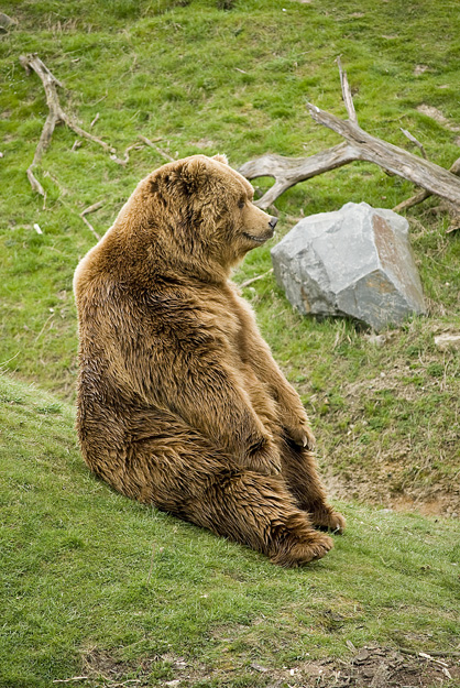 Laune Bär