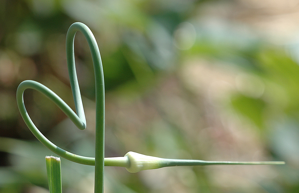 Laune der Natur 01