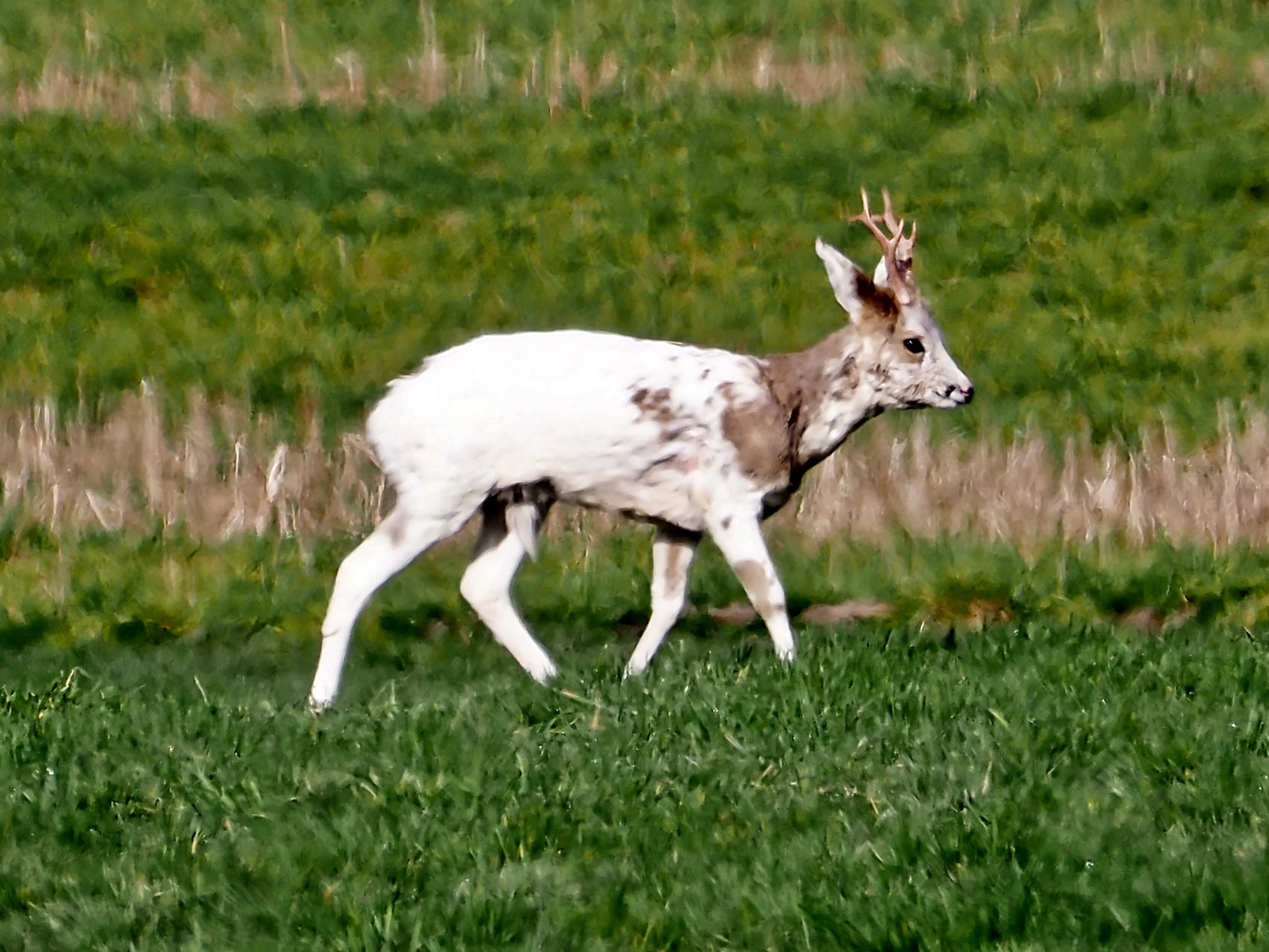 Laune der Natur