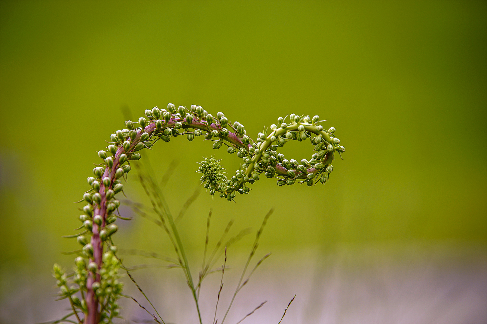 Laune der Natur