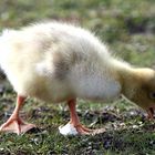 Laune der Natur. Ein bischen früh, oder?