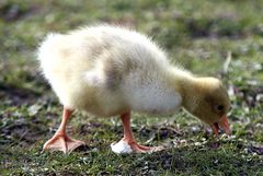 Laune der Natur. Ein bischen früh, oder?