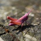 Laune der Natur - Rosa Grashüpfer-Nymphe 