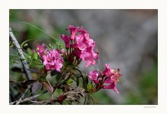 Laune der Natur, September-Alpenrosen