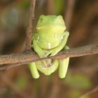 Laupfrosch