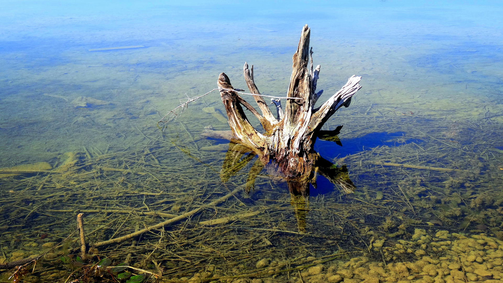 laupheim - wurzel im naturschutzsee