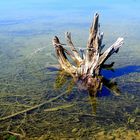 laupheim - wurzel im naturschutzsee