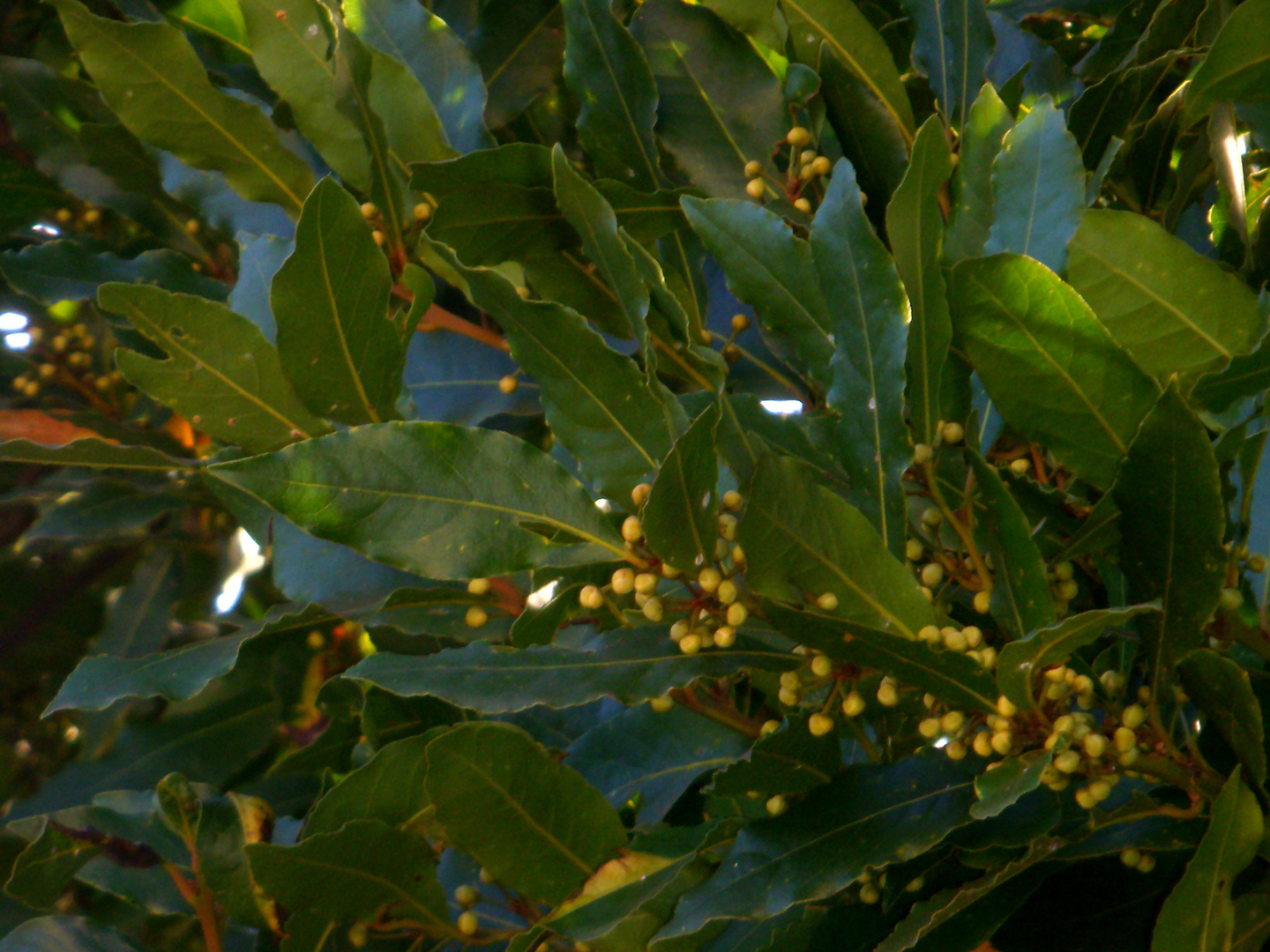 LAUREL EN FLOR