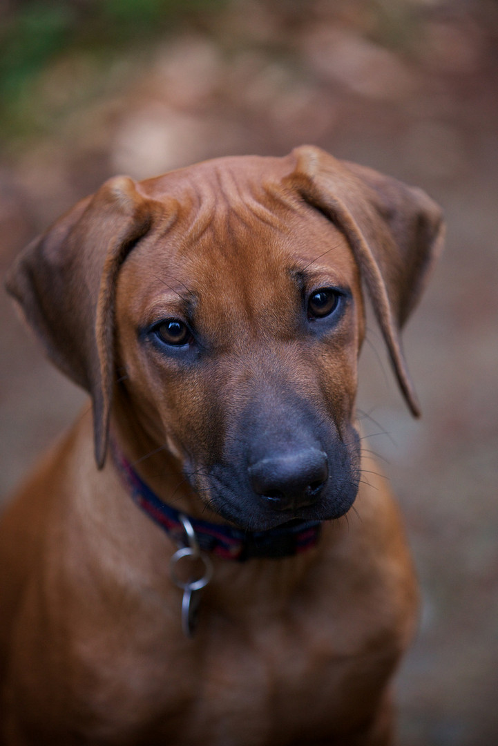 Laurens der Rhodesian Ridgeback 2