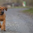 Laurens der Rhodesian Ridgeback