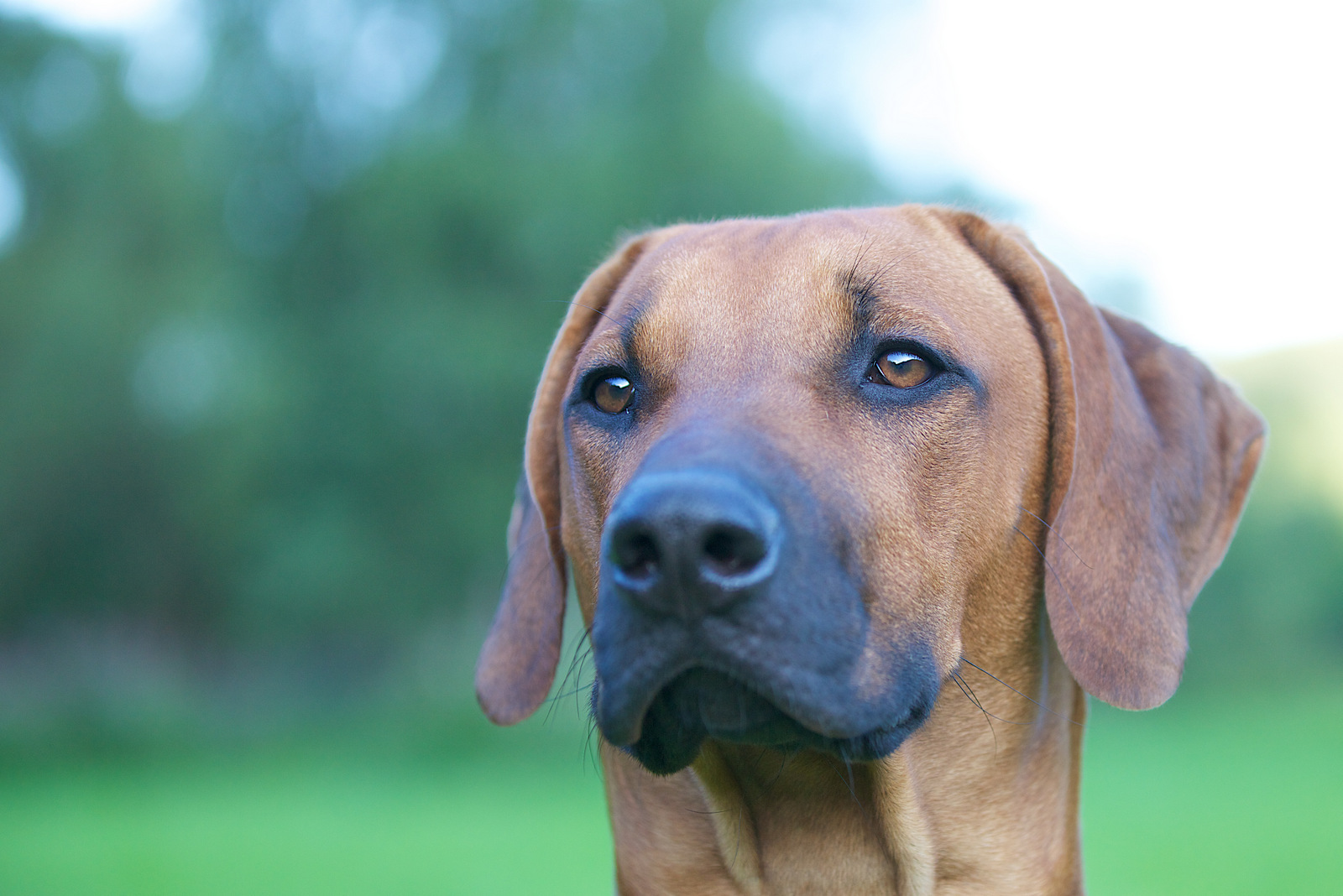 Laurens - Rhodesian Ridgeback