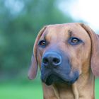 Laurens - Rhodesian Ridgeback