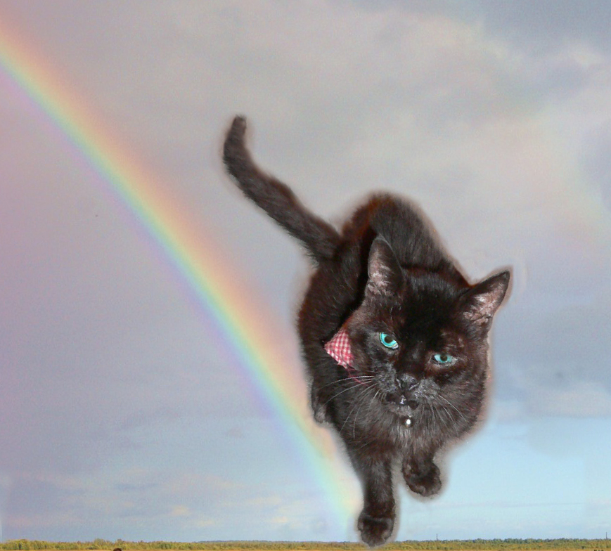 Laurent Ging Uber Die Regenbogenbrucke Ins Andere Land Foto Bild Tiere Haustiere Katzen Bilder Auf Fotocommunity