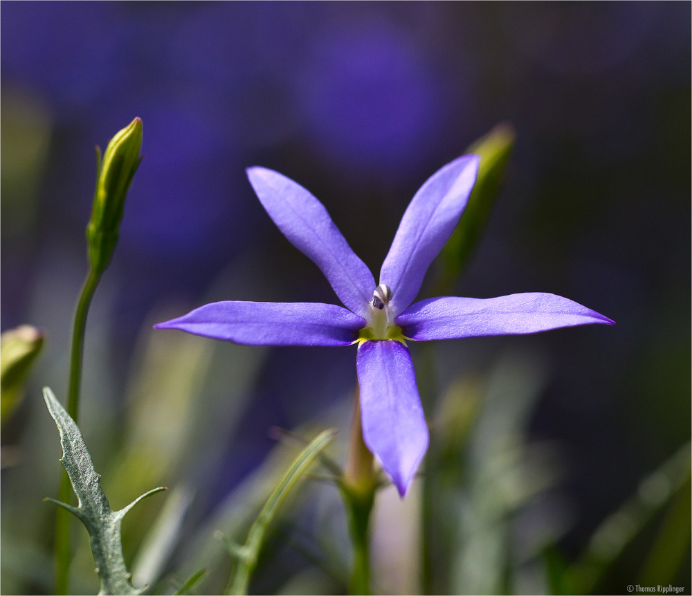 Laurentia axillaris..