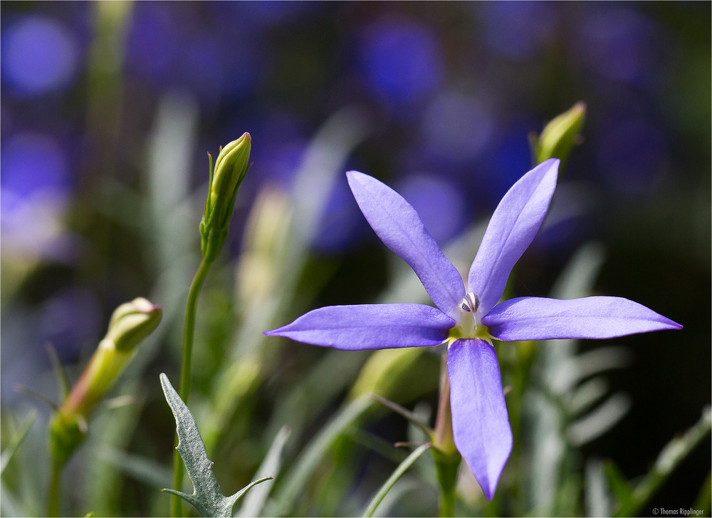 Laurentia axillaris.