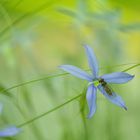 laurentia axillaris mit schwefliege 