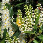 Laurier cerise en fleurs