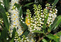 Laurier cerise en fleurs