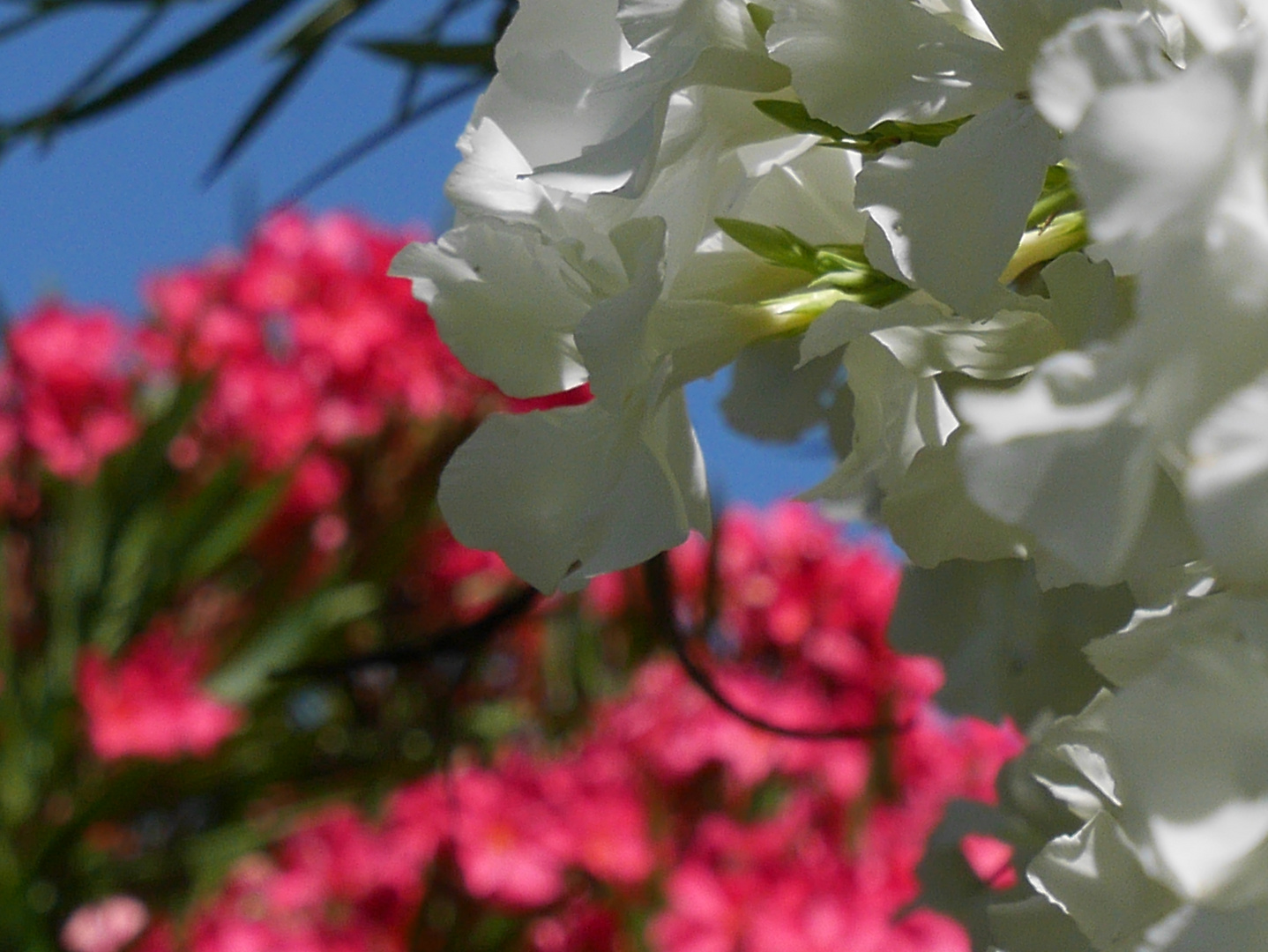 Laurier Rose Nerium Oleander