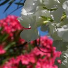 Laurier Rose Nerium Oleander