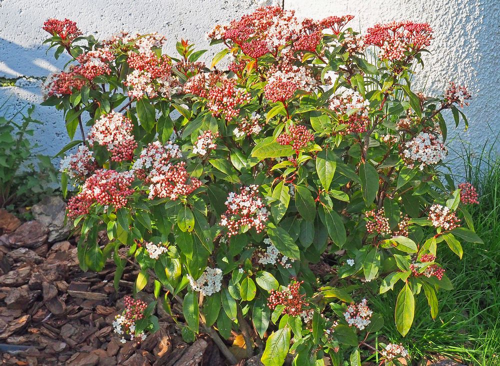 Laurier tin en fleurs