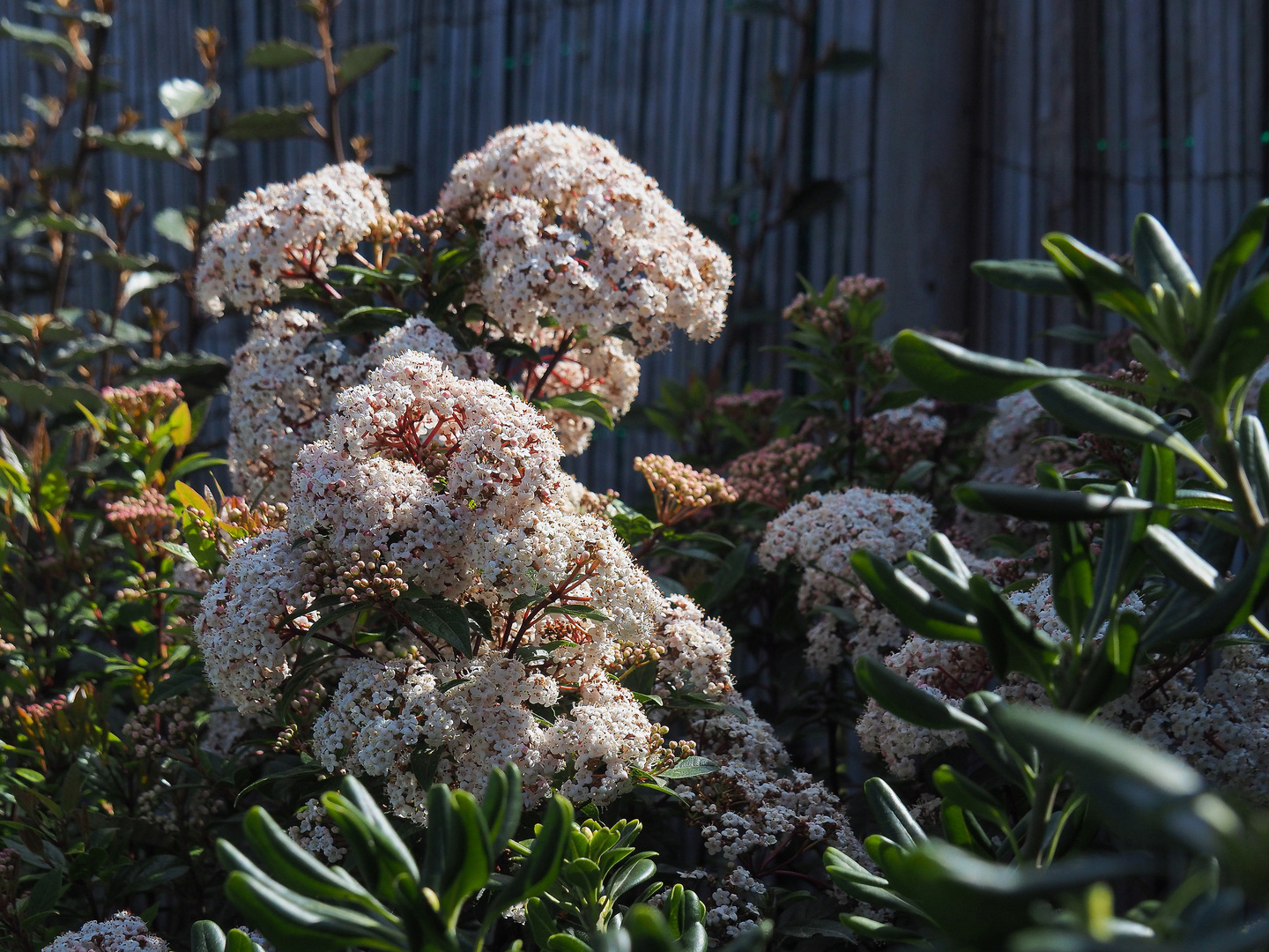 Laurier tin en fleurs