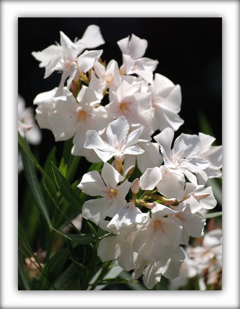 Lauriers blancs - Weisser Oleander