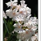 Lauriers blancs - Weisser Oleander