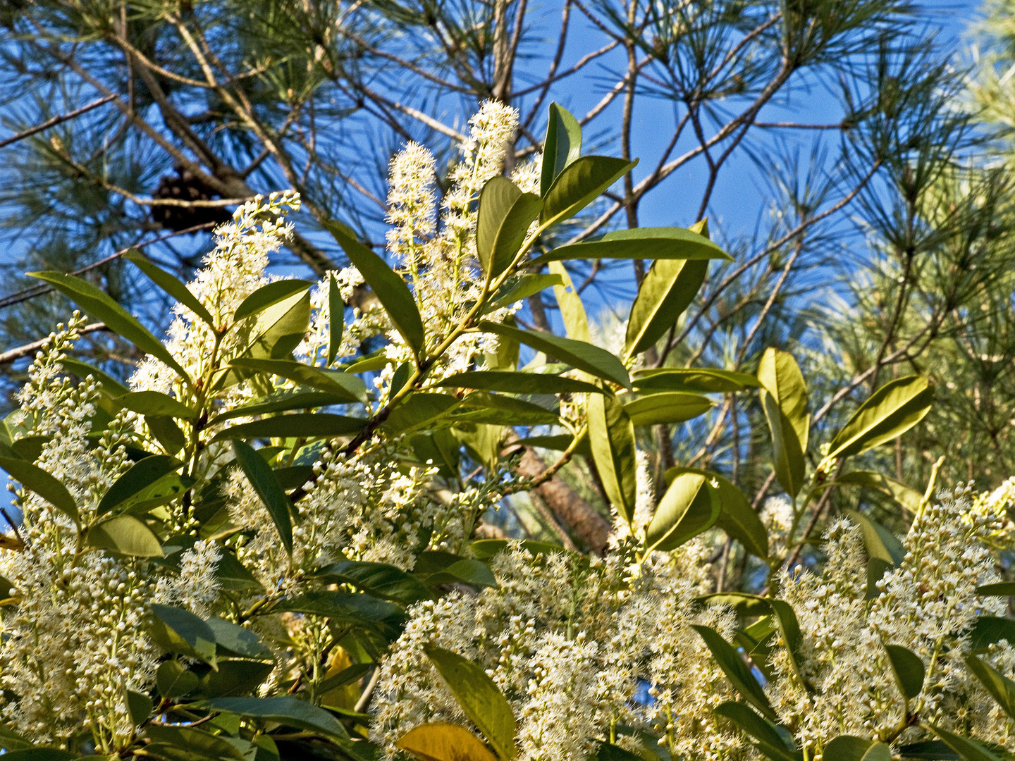 Lauriers en fleurs