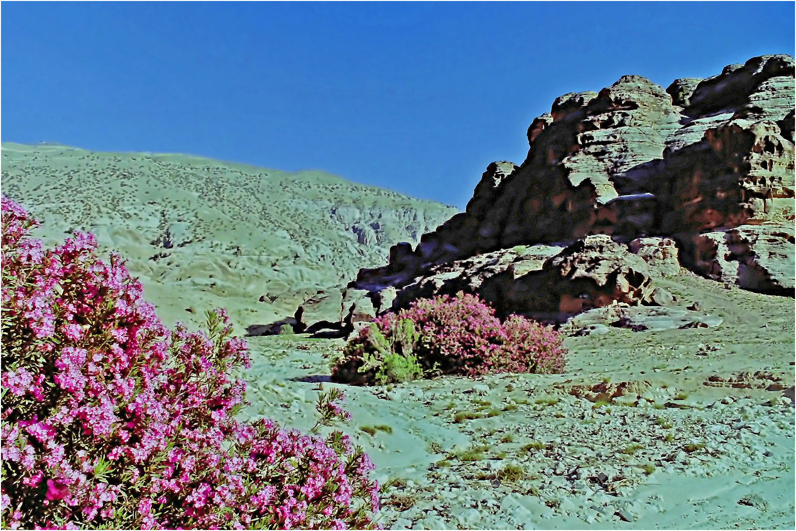 Lauriers roses au fond de la vallée