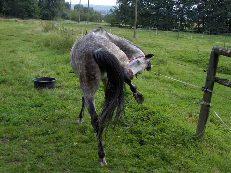 Laurin macht Ballet