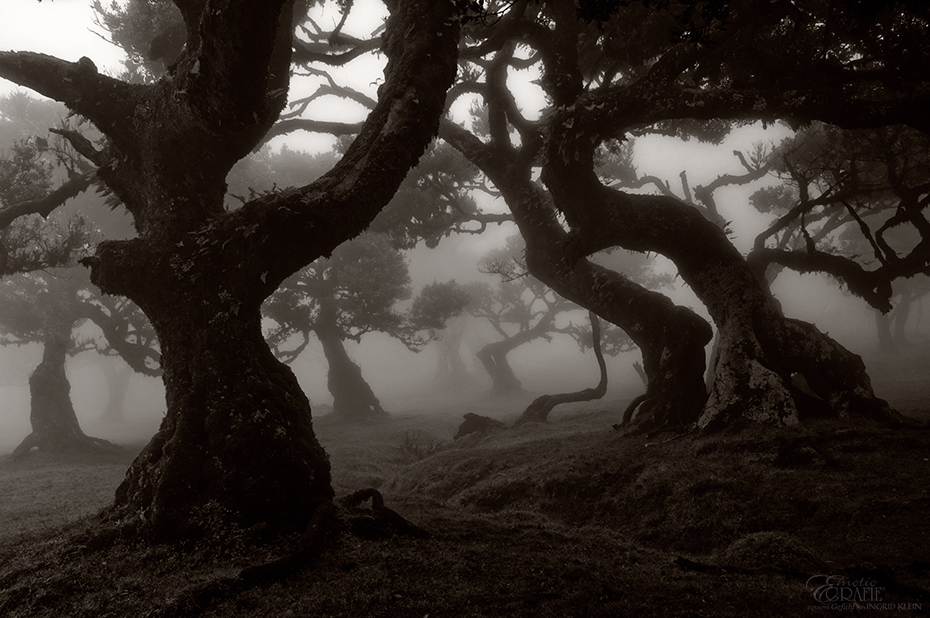 Laurisilva Foto & Bild mystisch, magisch, madeira Bilder auf