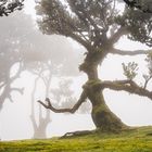 Laurisilva, Fanal, Madeira.